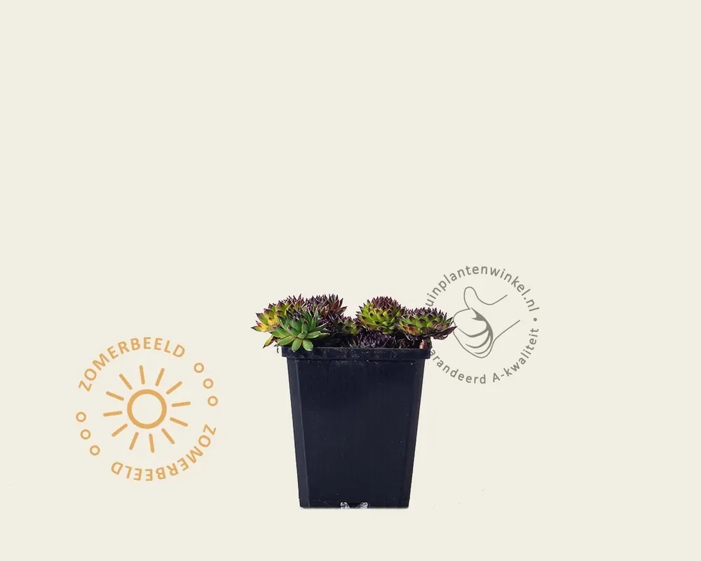 Sempervivum tectorum | Hoog gewaardeerd
