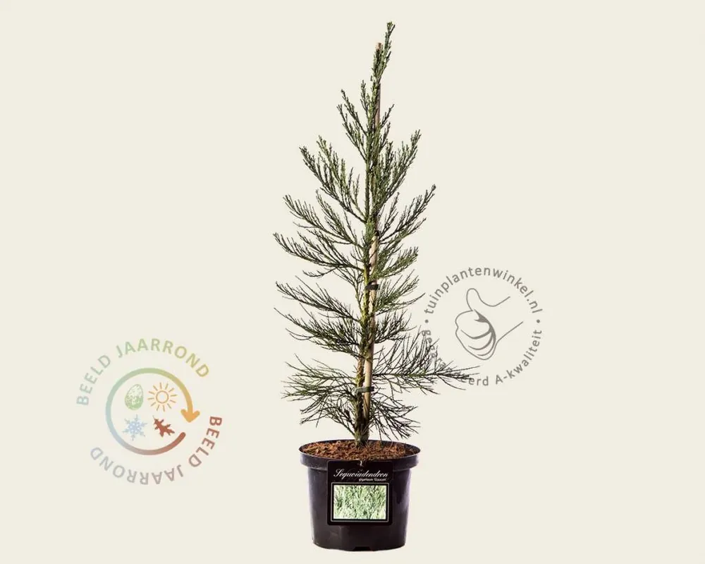 Online bestelbaar | Sequoiadendron giganteum ‘Glaucum‘