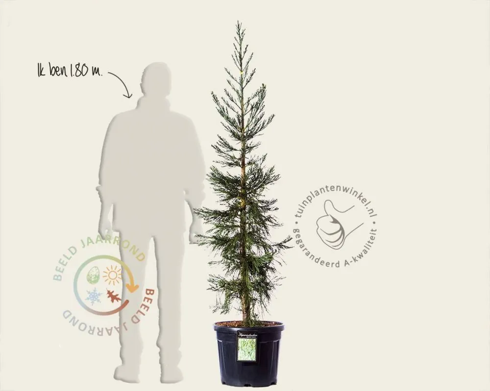 Sequoiadendron giganteum ‘Glaucum‘ 150/175 | Zolang de voorraad strekt