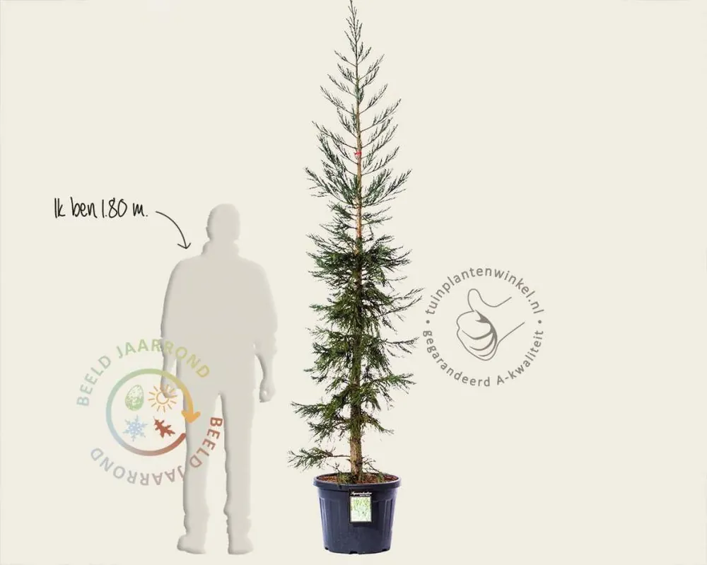 Sequoiadendron giganteum ‘Glaucum‘ 225/250 - Online bestellen