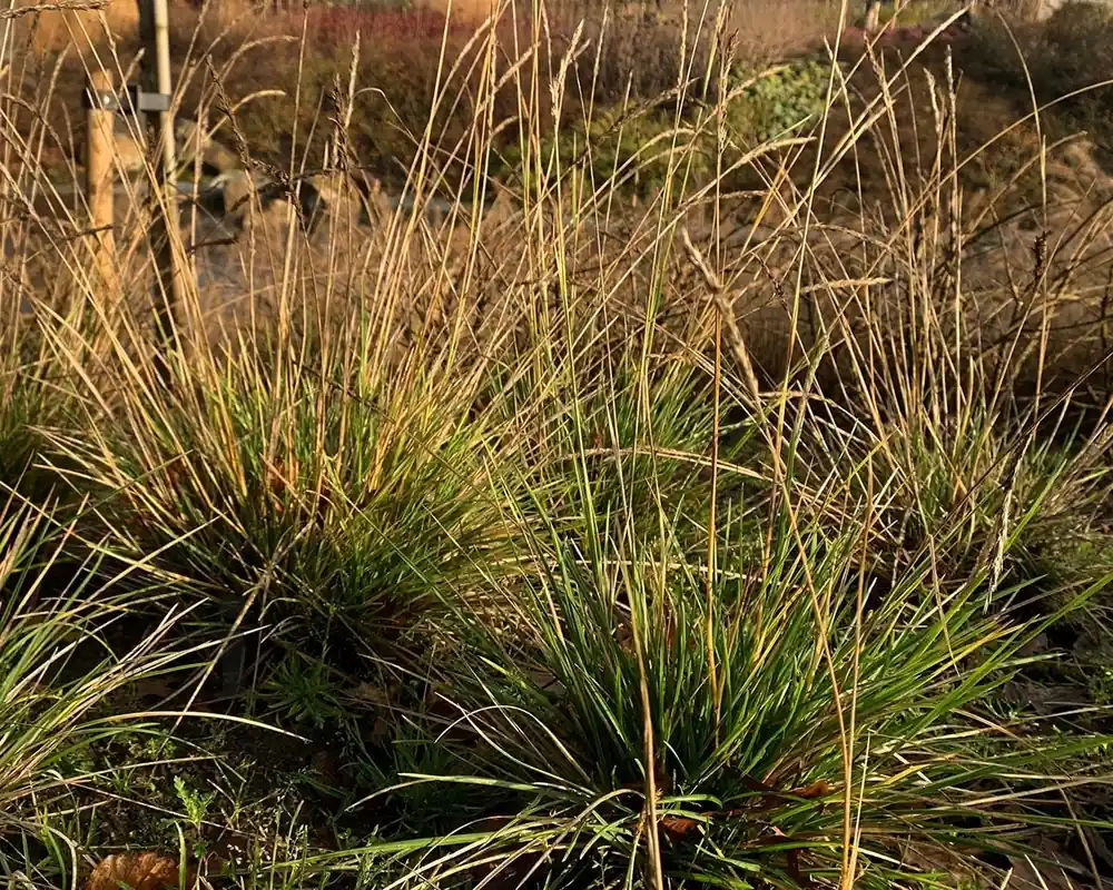 Sesleria autumnalis | Gratis retourneren