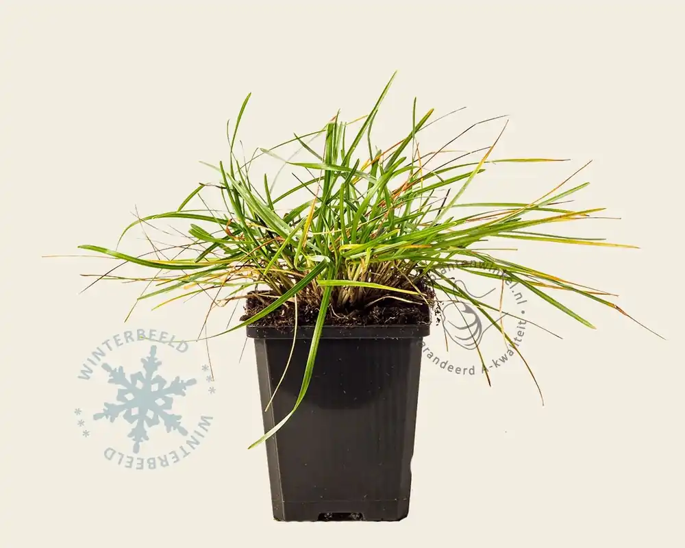 Verlaagde prijs - Sesleria caerulea