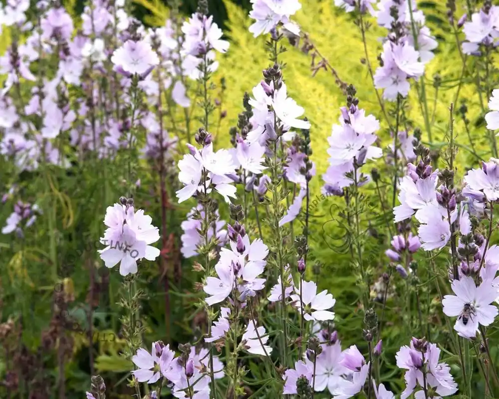 Sidalcea ‘Elsie Heugh‘ | Veel gevraagd