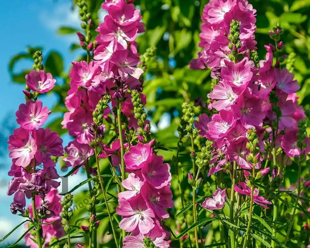 Prijsverlaging - Sidalcea ‘Party Girl‘
