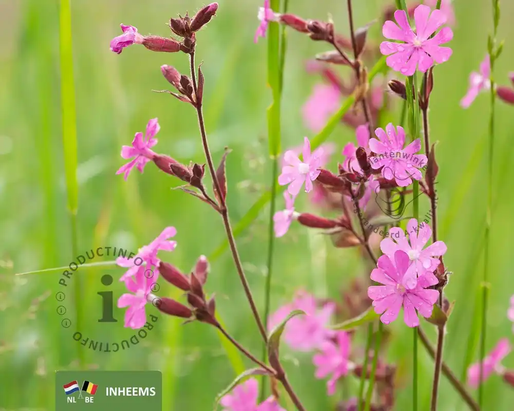 Nu kopen - Silene dioica