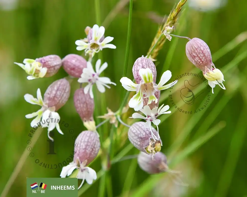 Nieuw product - Silene vulgaris