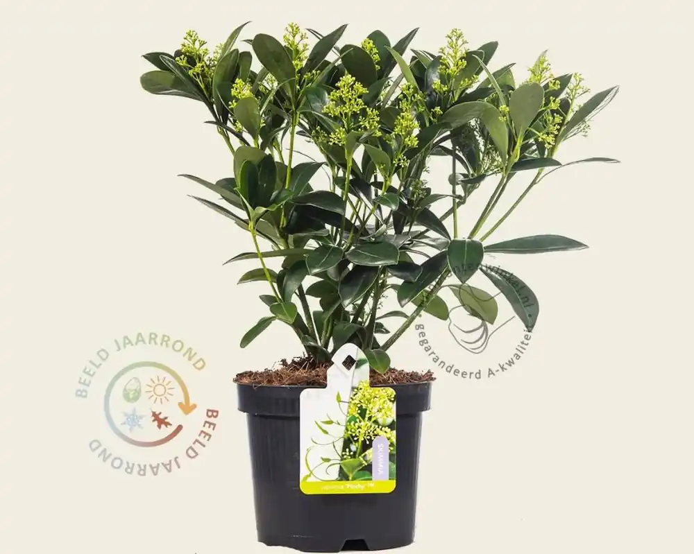 Direct beschikbaar - Skimmia japonica ‘Finchy‘