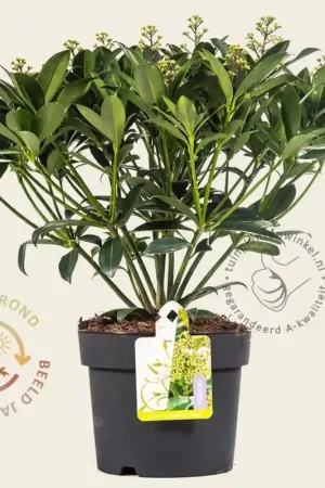 Zeer goed beoordeeld | Skimmia japonica ‘Fragrant Cloud‘
