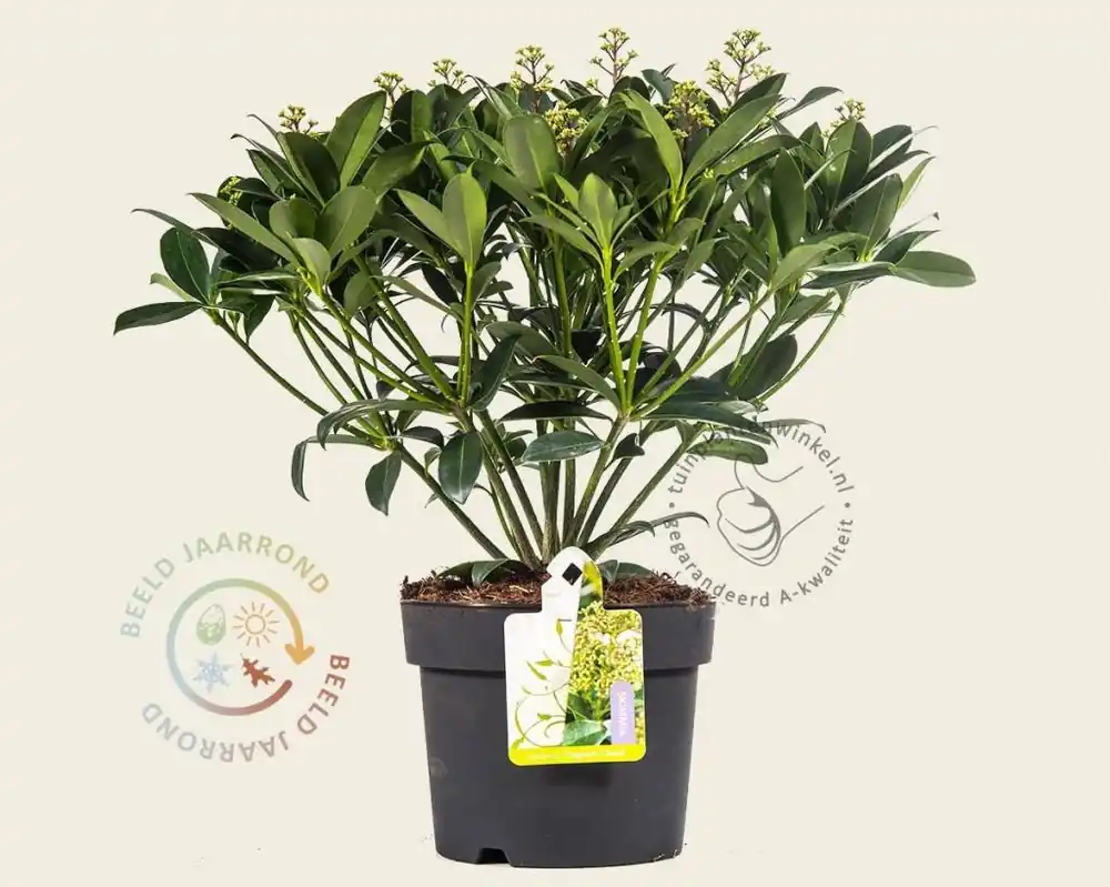 Zeer goed beoordeeld | Skimmia japonica ‘Fragrant Cloud‘
