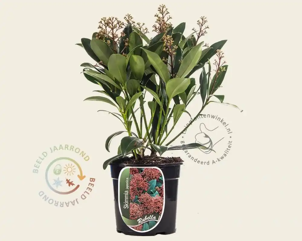 Meest verkocht - Skimmia japonica ‘Rubella‘