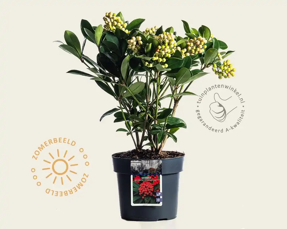 Skimmia japonica ‘Temptation‘ | Populair bij klanten