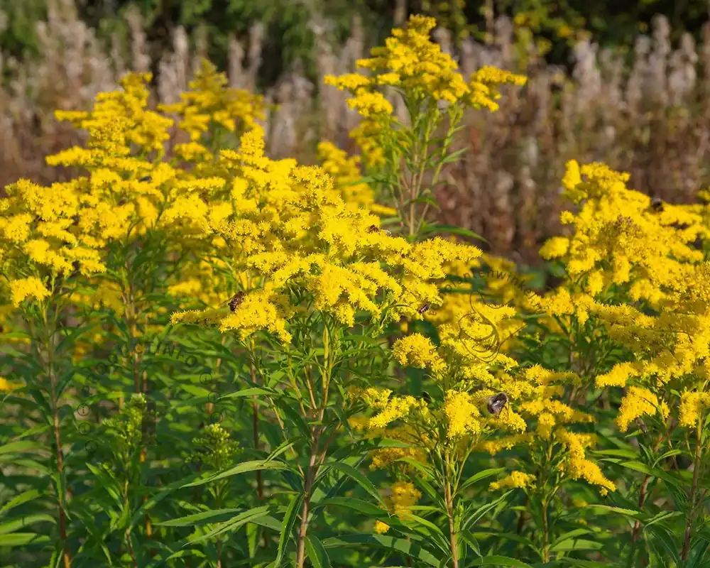 Goed beoordeeld - Solidago ‘Goldkind‘