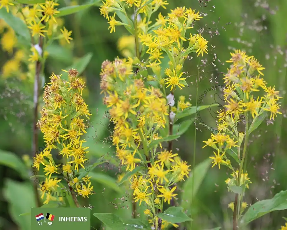 Solidago virgaurea | Outlet