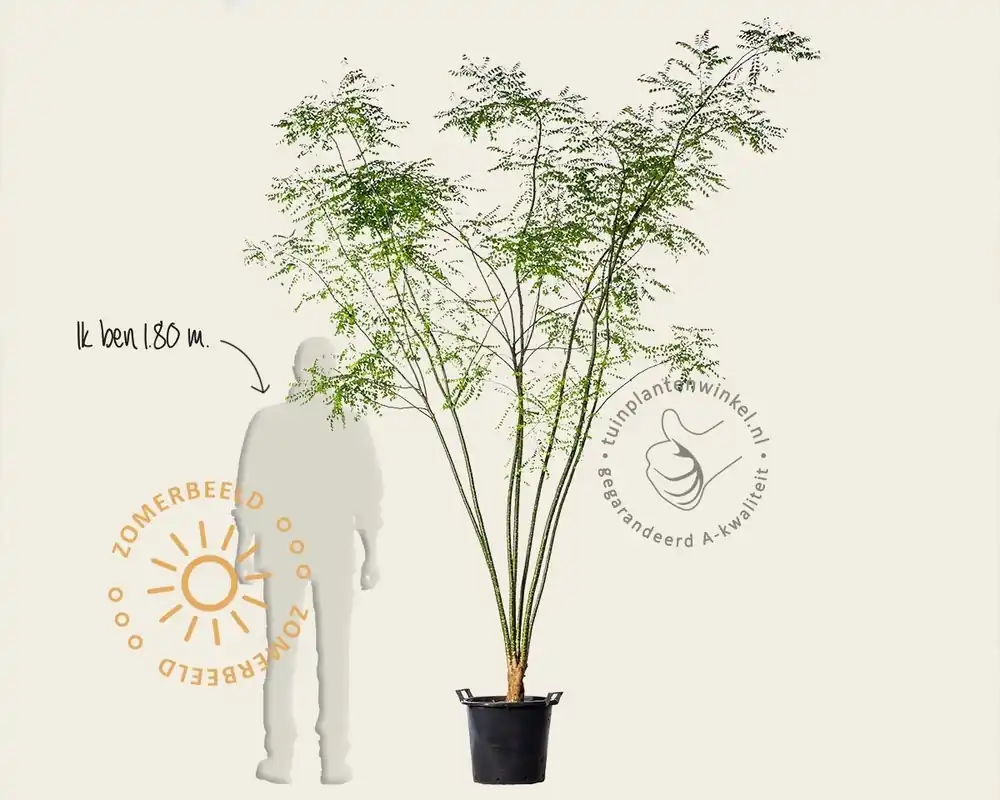 Actie | Sophora japonica - meerstammig
