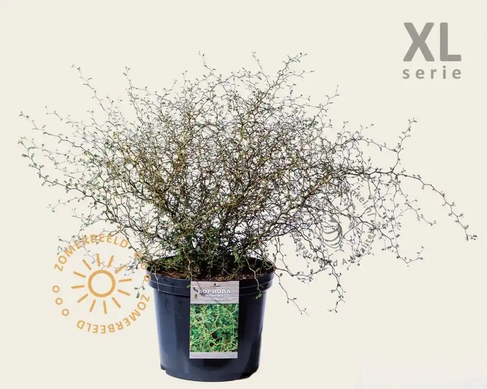 Slechts tijdelijk | Sophora prostrata ‘Little Baby‘ - XL