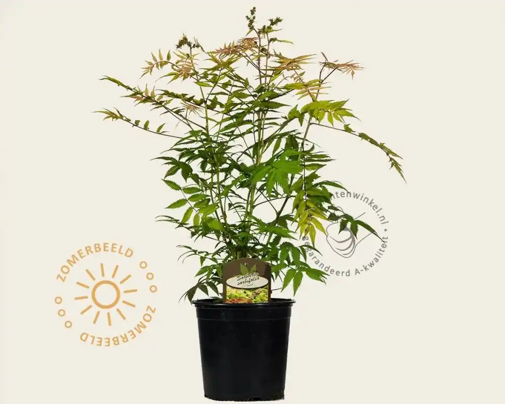 Nog enkele stuks - Sorbaria sorbifolia ‘Sem‘