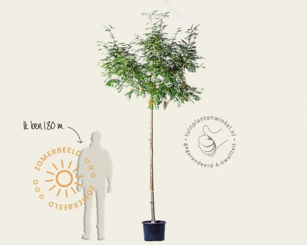 Direct van de fabrikant | Sorbus commixta ‘Fireball‘