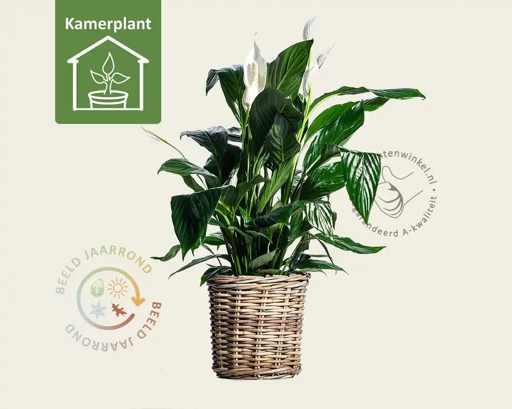 Spathiphyllum Sweet Lauretta - Professionele kwaliteit