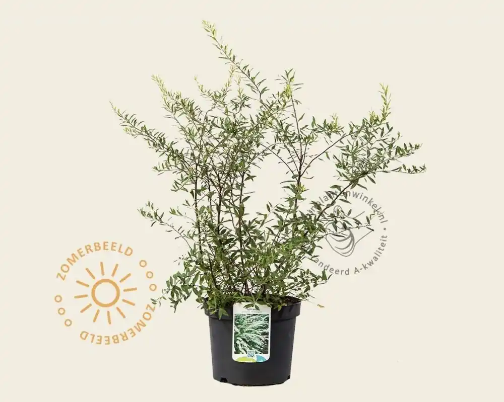 Spiraea cinerea ‘Grefsheim‘ - Laatste dagen