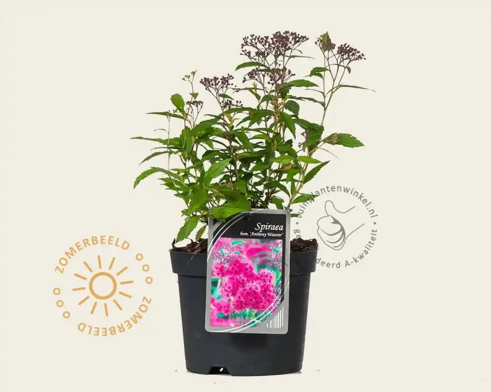 Meest verkocht | Spiraea japonica ‘Anthony Waterer‘