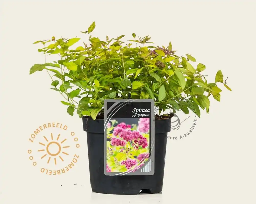 Spiraea japonica ‘Goldflame‘ | Direct leverbaar