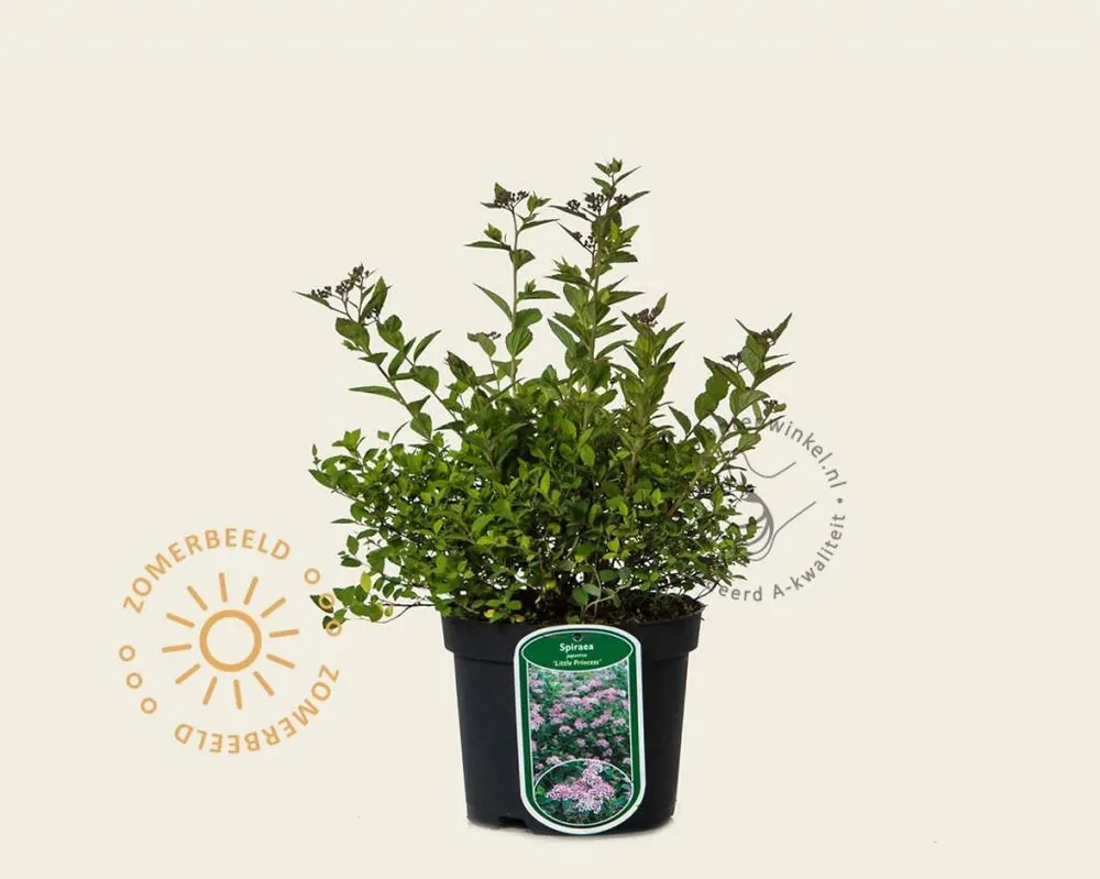 Spiraea japonica ‘Little Princess‘ - Beste prijs