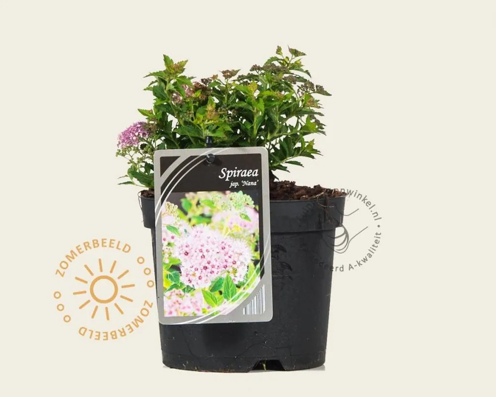 Superprijs | Spiraea japonica ‘Nana‘
