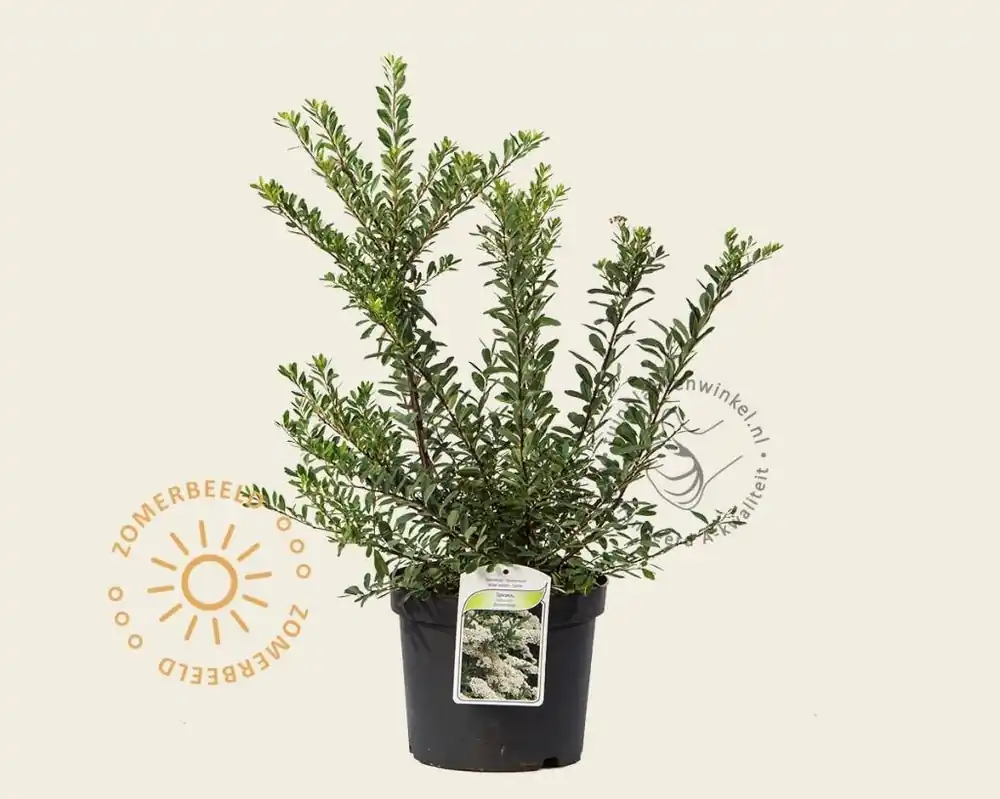 Lage prijs | Spiraea nipponica ‘Snowmound‘