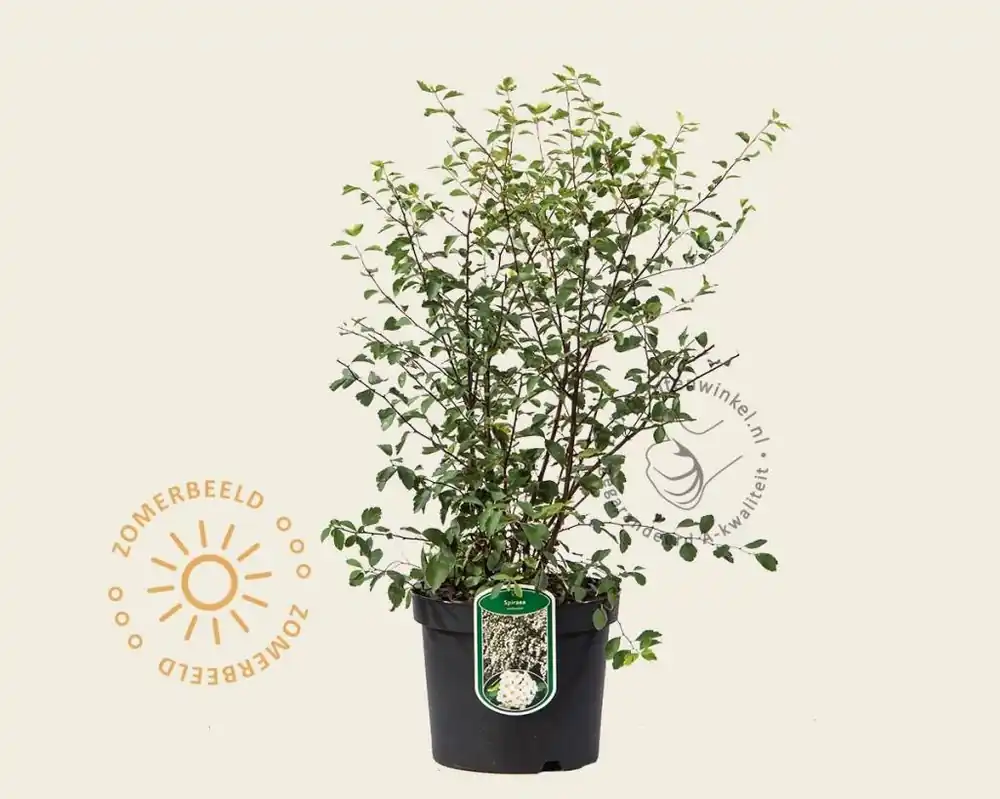 Voeg toe aan winkelwagen | Spiraea vanhouttei