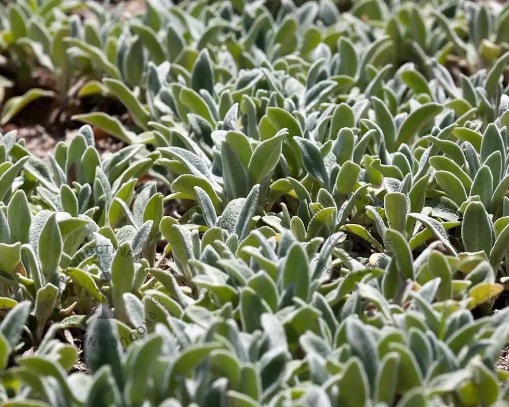Stachys byzantina ‘Silver Carpet‘ | Topdeal