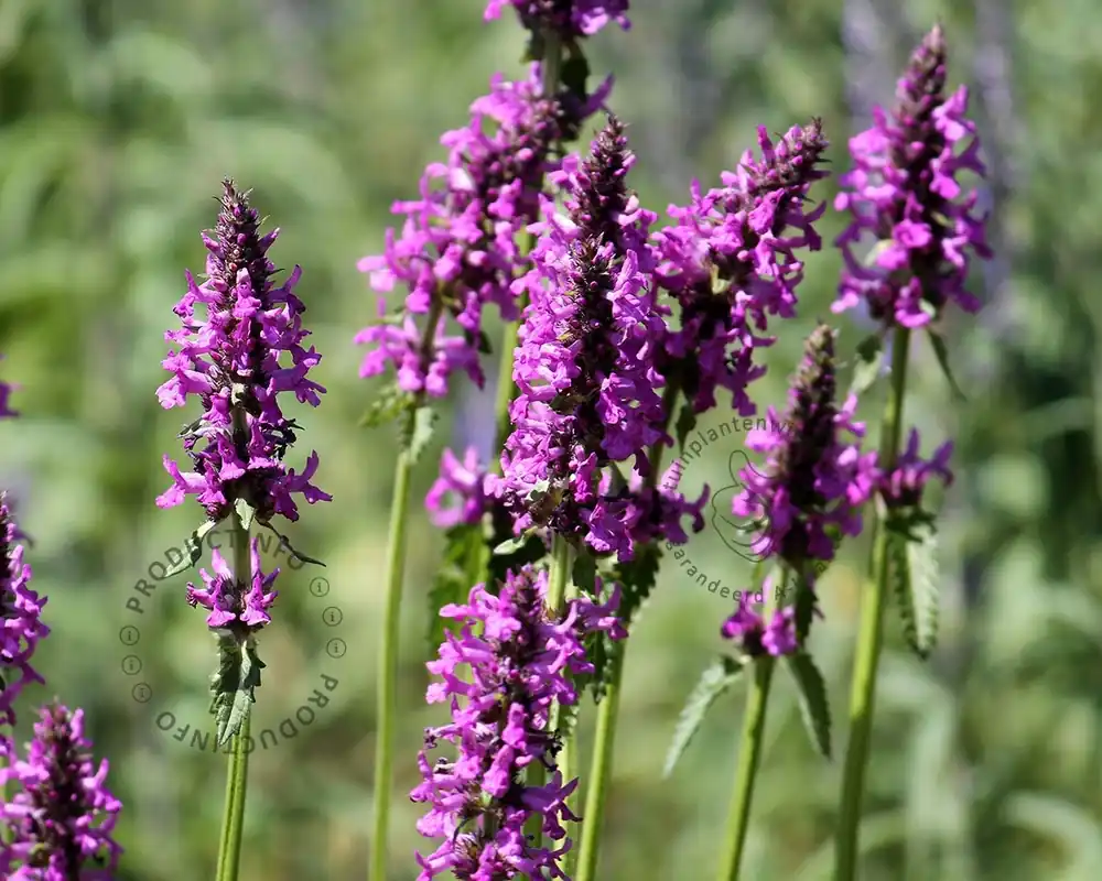 Nog enkele stuks - Stachys monieri ‘Hummelo‘