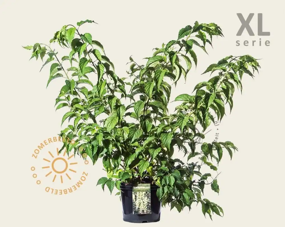 Nog maar een paar beschikbaar | Stachyurus praecox - XL