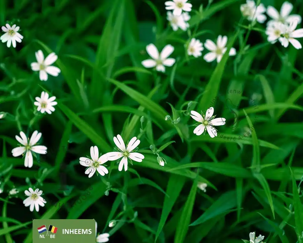 Voordelig - Stellaria holostea