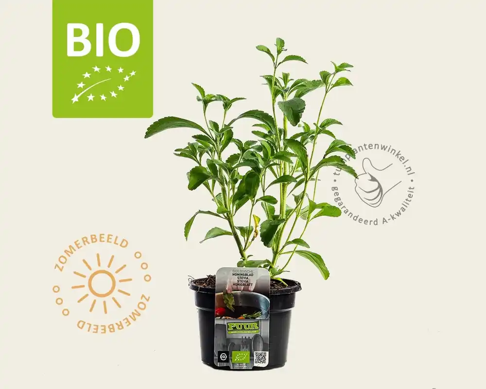 Stevia rebaudianum Puur | Opruiming
