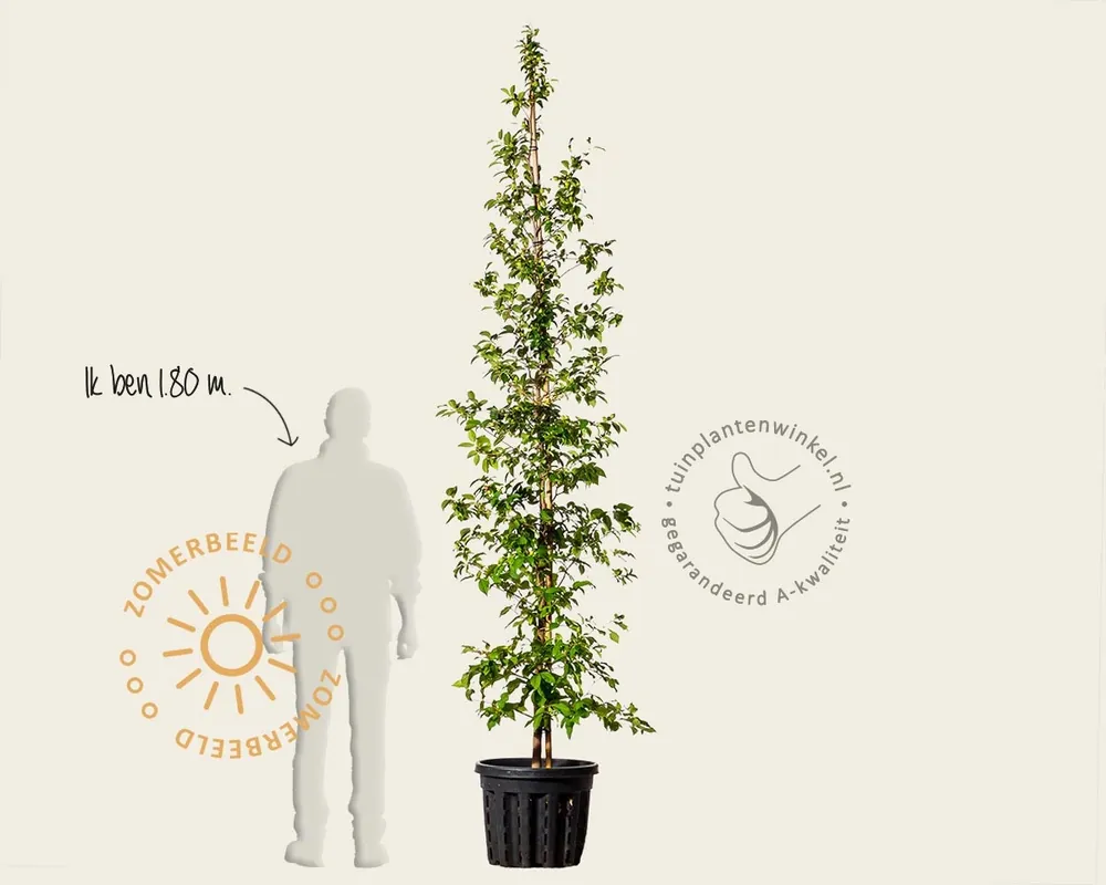 Stewartia pseudocamellia - beveerd | Direct bestellen