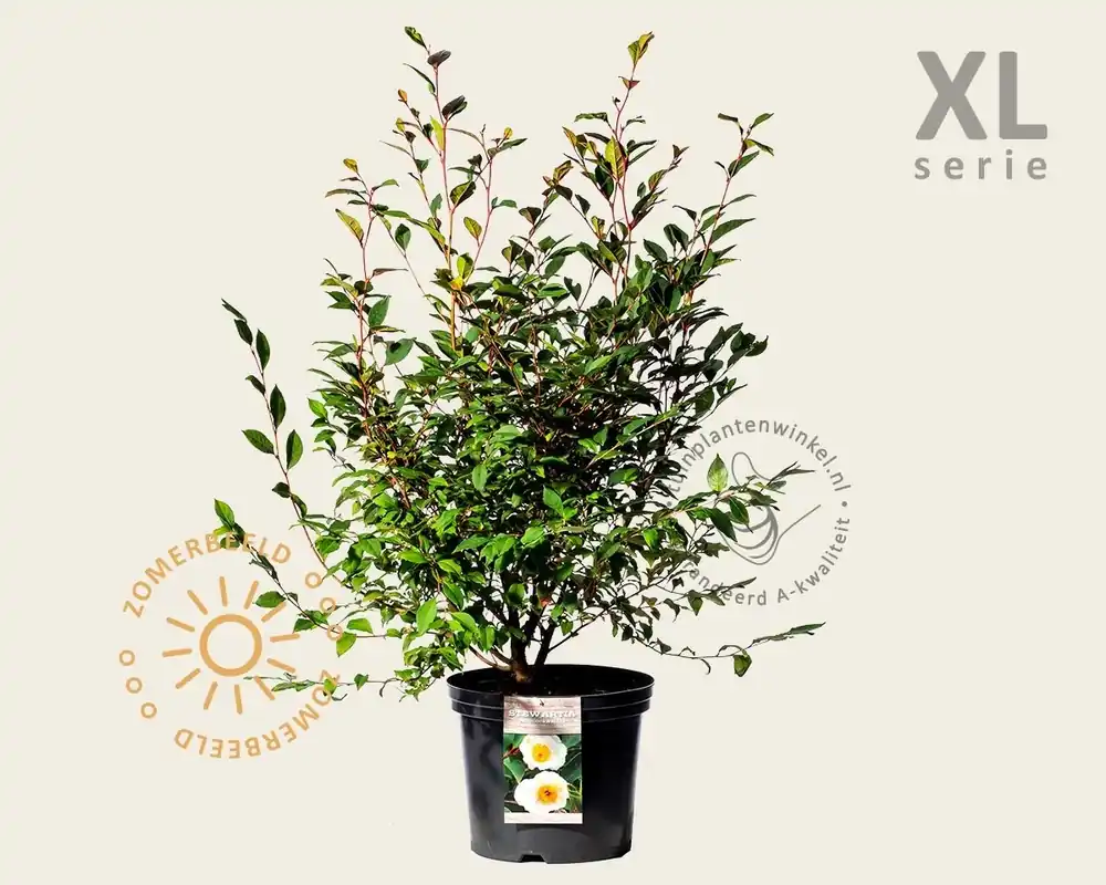 Stewartia pseudocamellia - XL - Online bestelbaar