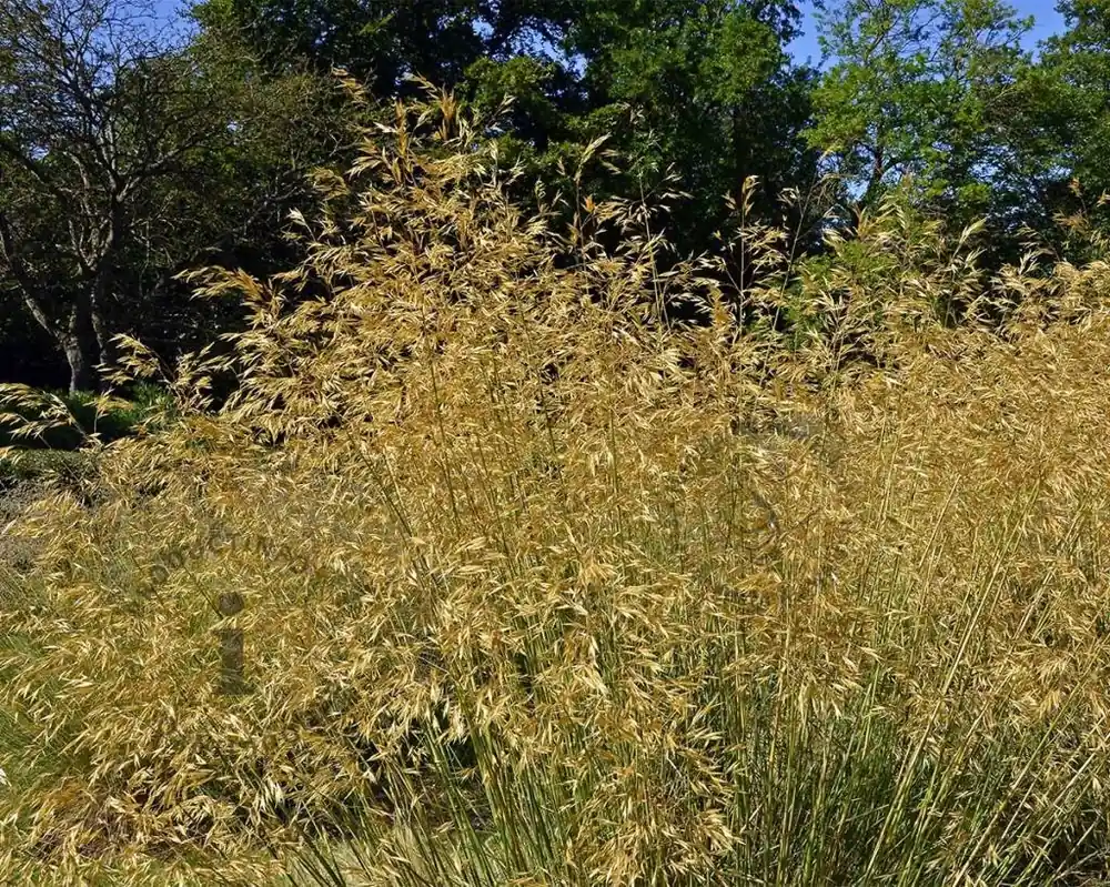 Stipa gigantea | Actie