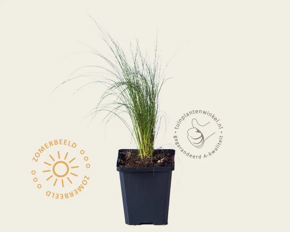 Stipa tenuissima ‘Ponytails‘ - Erg populair
