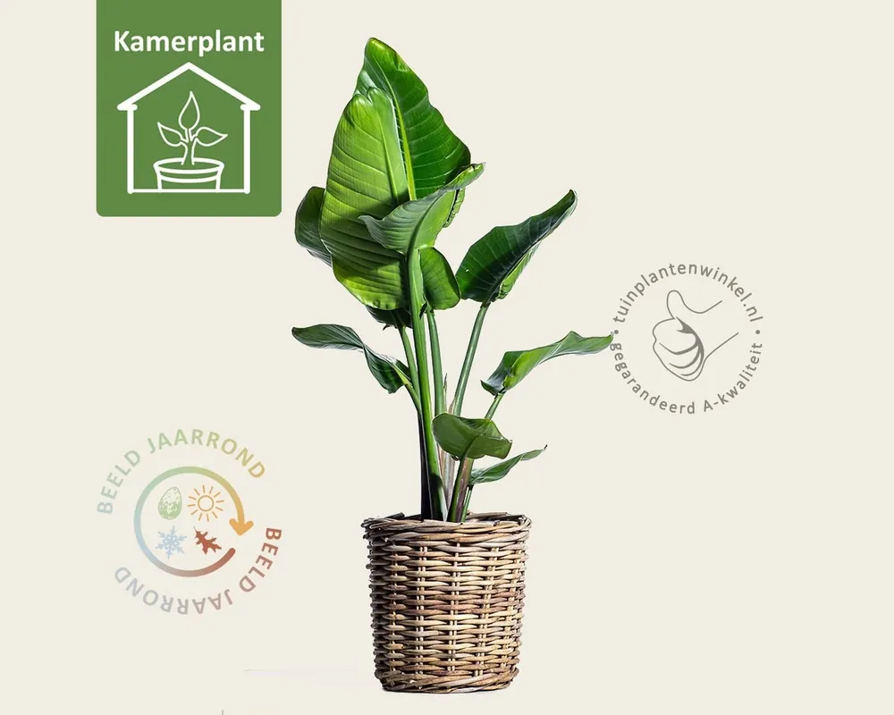 Strelitzia nicolai - Expreslevering