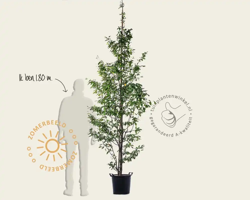 Sycoparrotia semidecidua - beveerd - Nieuwe release