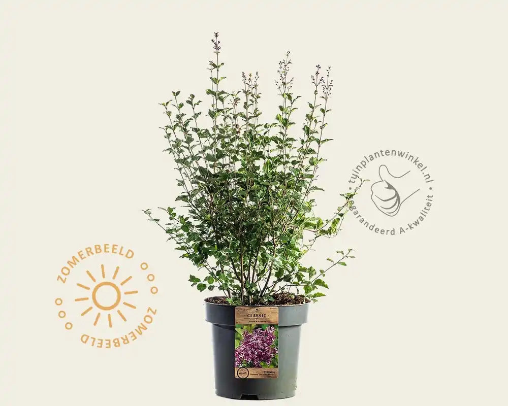 Slechts tijdelijk - Syringa Bloomerang ‘Dark purple‘ - XL