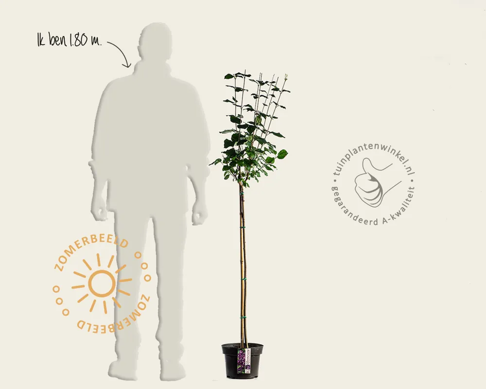 Syringa Bloomerang ‘Dark purple‘ - op stam | Veel gevraagd