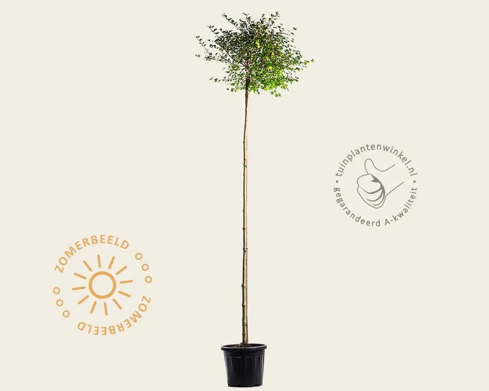 Goed beoordeeld | Syringa meyeri ‘Palibin‘ - hoogstam