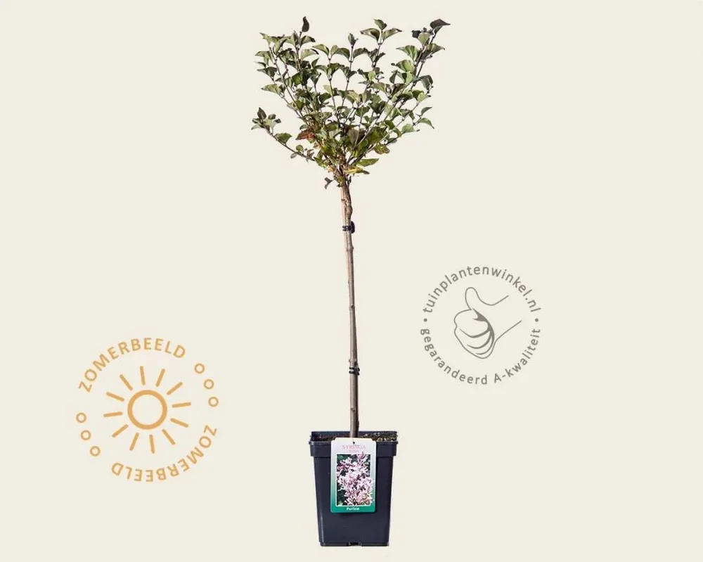 Op voorraad - Syringa meyeri ‘Palibin‘ - op stam