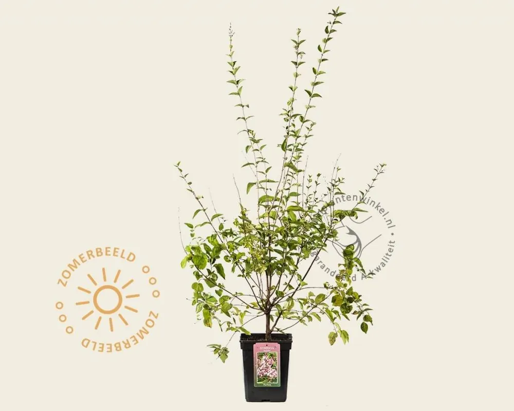 Syringa microphylla ‘Superba‘ | Actie