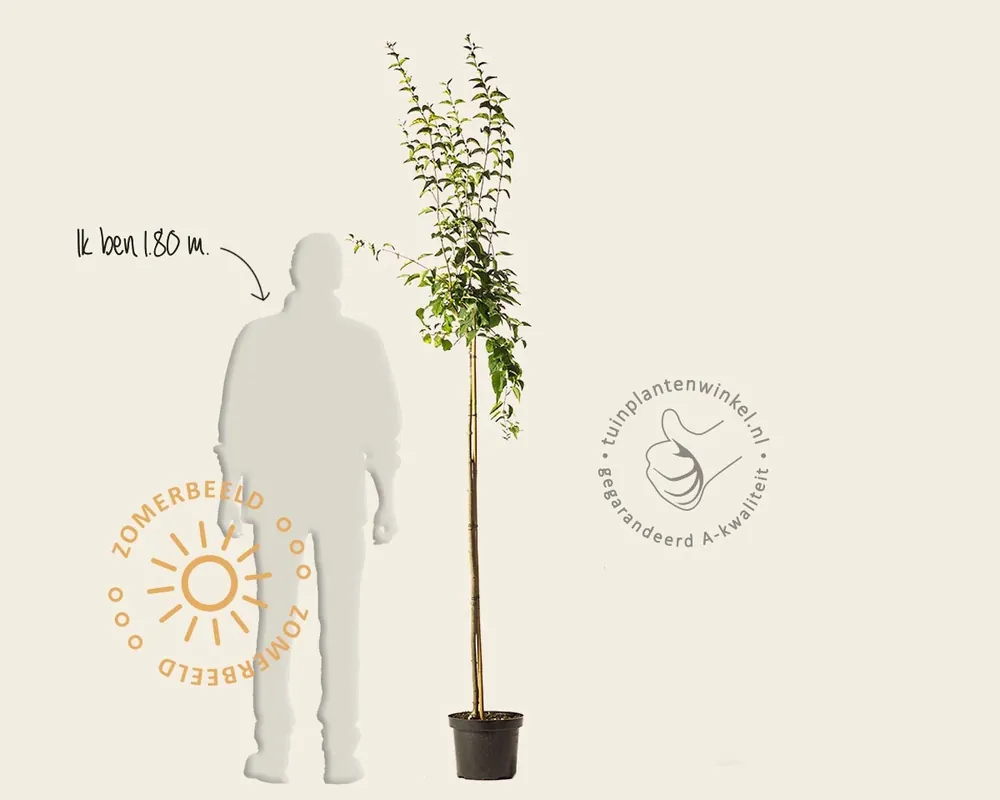 Topproduct - Syringa microphylla ‘Superba‘ - op stam