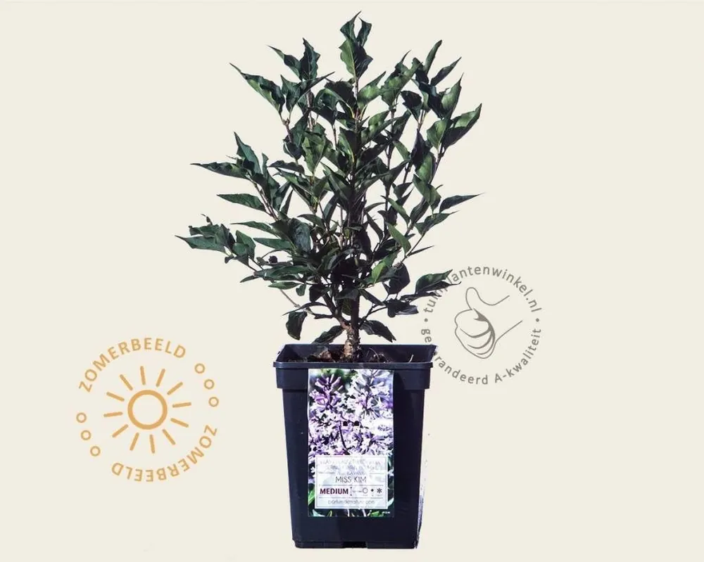 Premiumkwaliteit - Syringa patula ‘Miss Kim‘