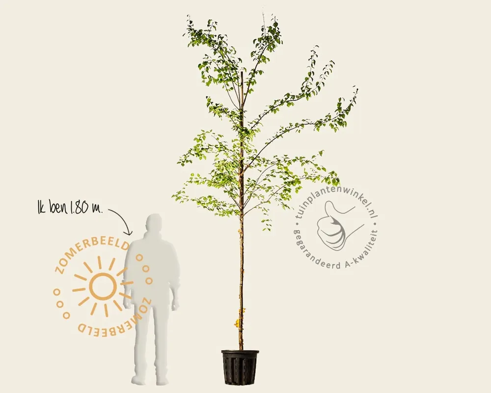 Syringa pekinensis ‘China Snow‘ | Eenvoudig retourneren