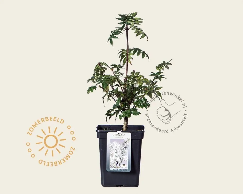 Syringa pinnatifolia | Uitverkoop