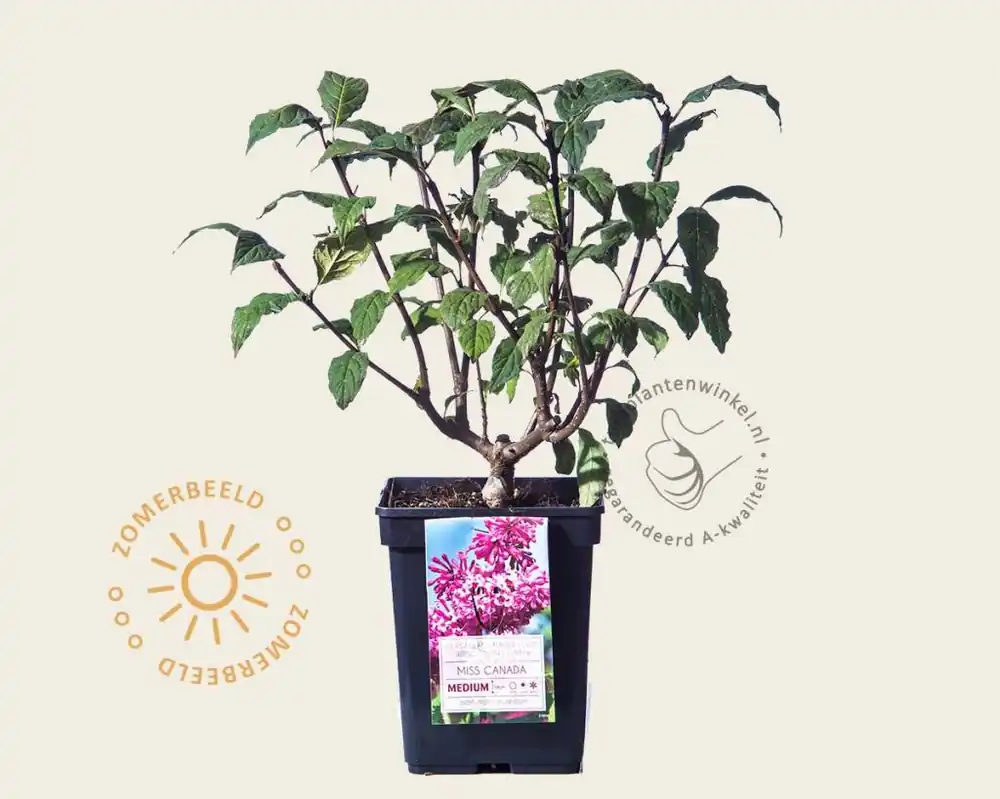 Syringa villosae ‘Miss Canada‘ - Slechts tijdelijk